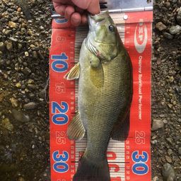 スモールマウスバス