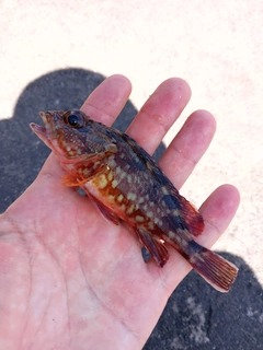 カサゴの釣果
