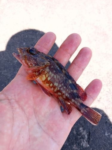 カサゴの釣果