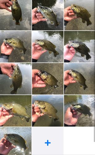 スモールマウスバスの釣果