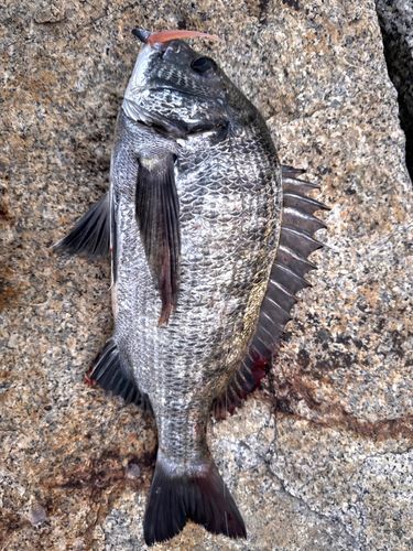 チヌの釣果