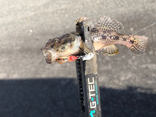 ウロハゼの釣果