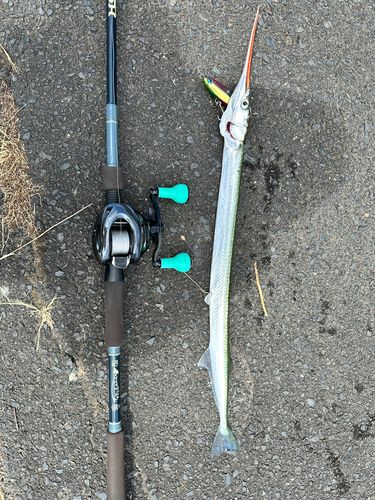 ダツの釣果
