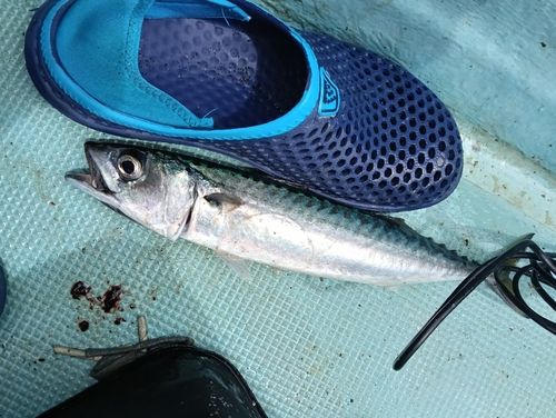 サバの釣果