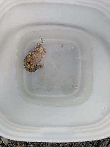 シャコの釣果