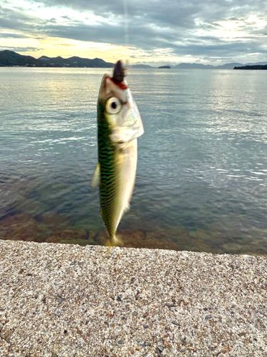 サバの釣果