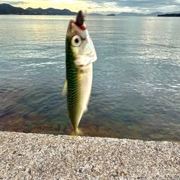 サバ