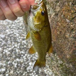 スモールマウスバス