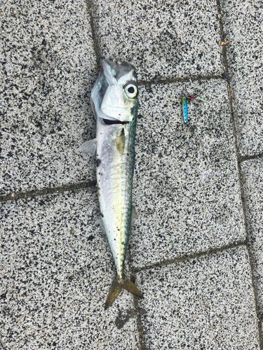 サバの釣果