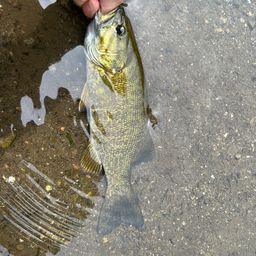 スモールマウスバス