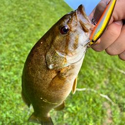 スモールマウスバス