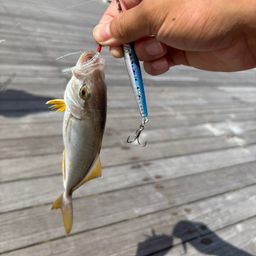 ショゴ