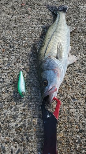 フッコ（マルスズキ）の釣果