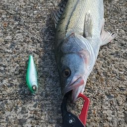 フッコ（マルスズキ）