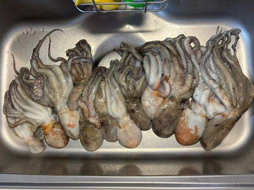 マダコの釣果