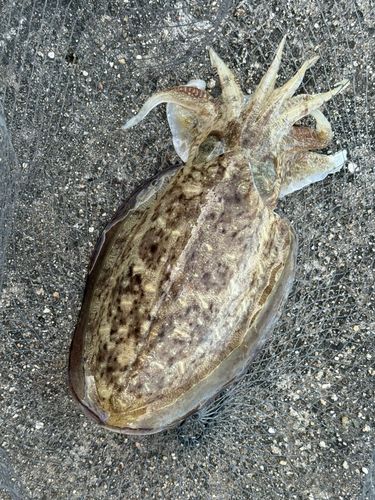 カミナリイカの釣果