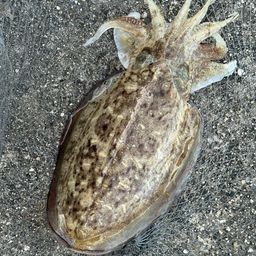 カミナリイカ