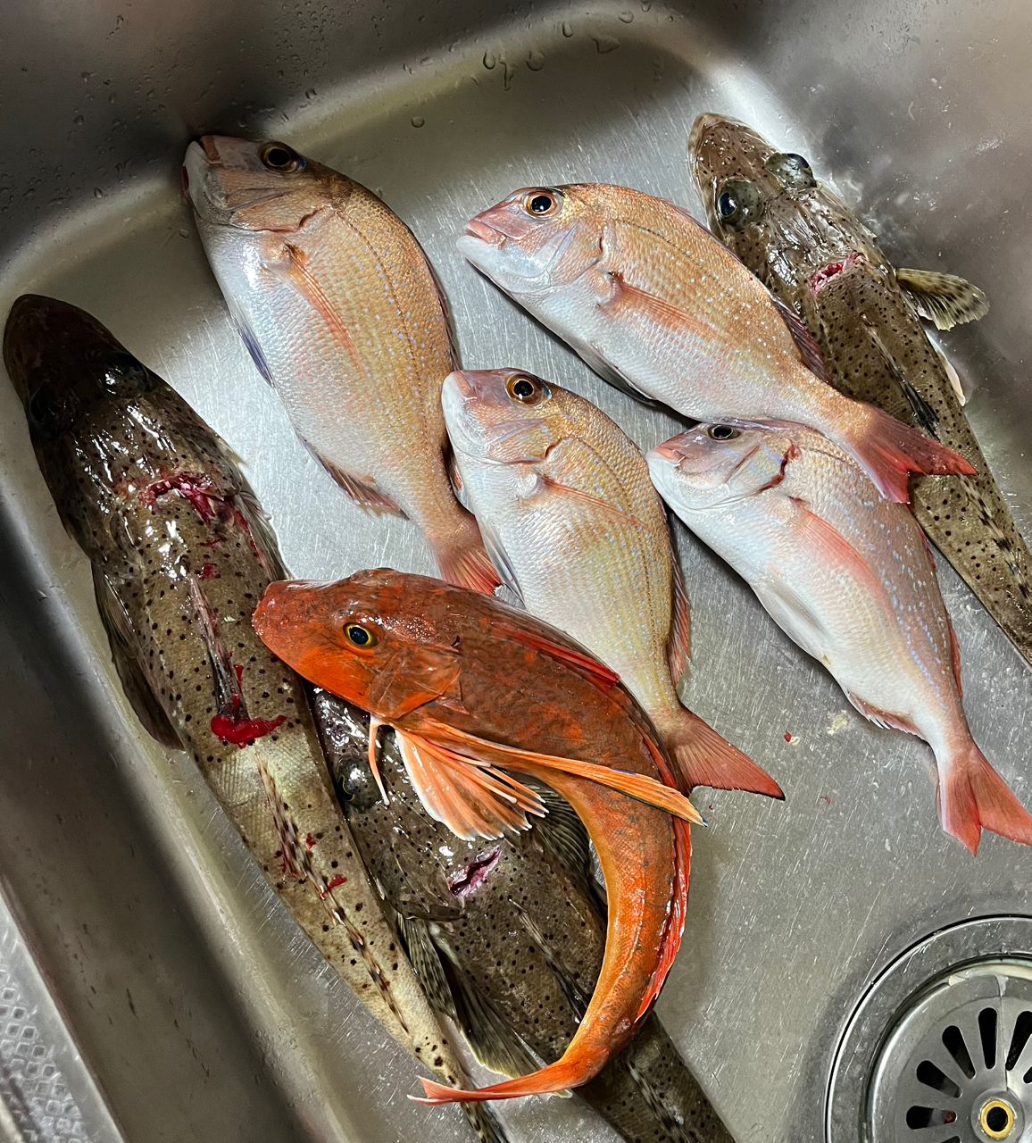 赤バードさんの釣果 2枚目の画像