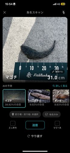 メゴチの釣果