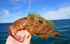 キジハタの釣果