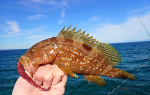キジハタの釣果