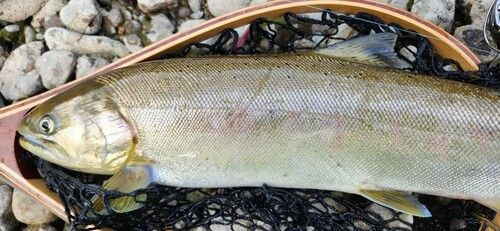 サクラマスの釣果