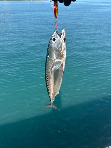 ソウダガツオの釣果