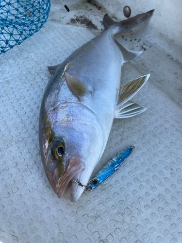 カンパチの釣果