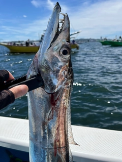 タチウオの釣果