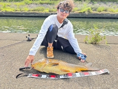 コイの釣果
