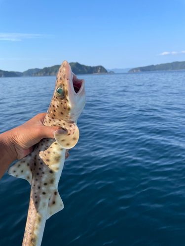 アヤメカサゴの釣果