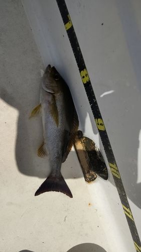イサキの釣果