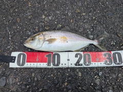 ショゴの釣果