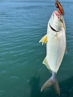 ショゴの釣果