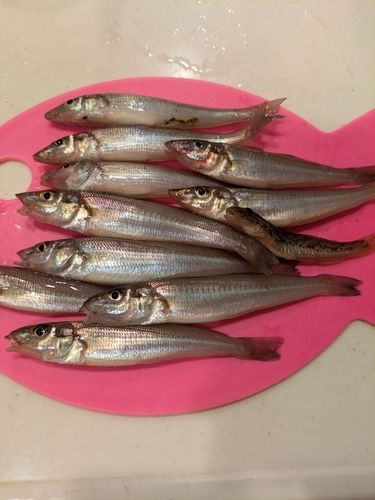 シロギスの釣果