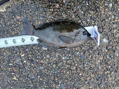 グレの釣果