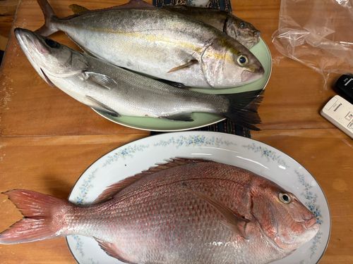イサキの釣果
