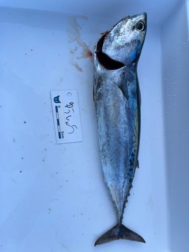 マルソウダの釣果