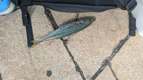 サバの釣果