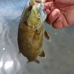 スモールマウスバス