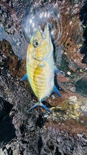 ナンヨウカイワリの釣果