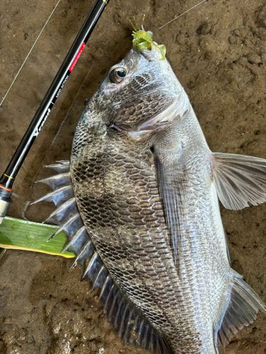 チヌの釣果