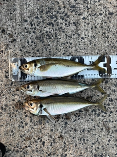 アジの釣果