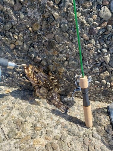 タケノコメバル