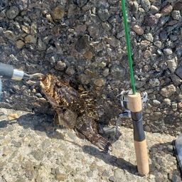 タケノコメバル