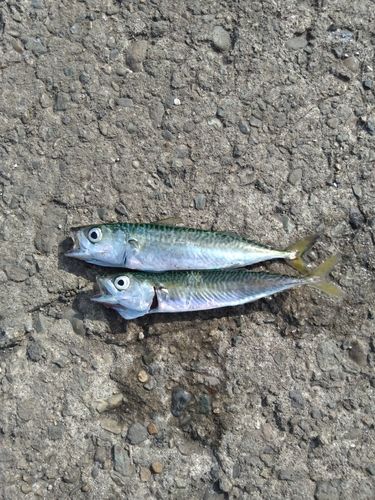 サバの釣果