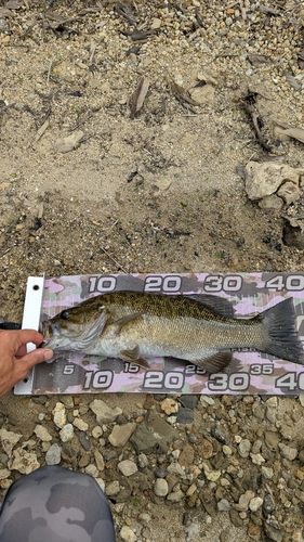 スモールマウスバスの釣果