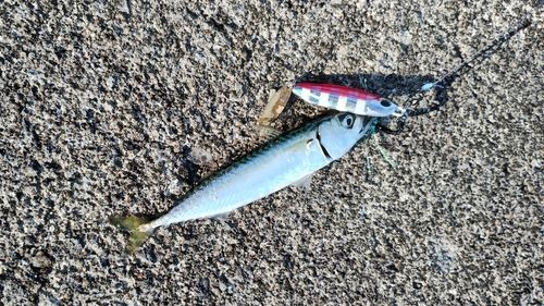 サバの釣果