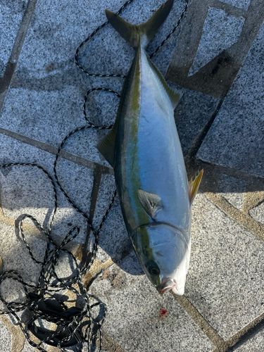 ハマチの釣果