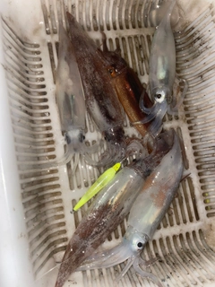 スルメイカの釣果